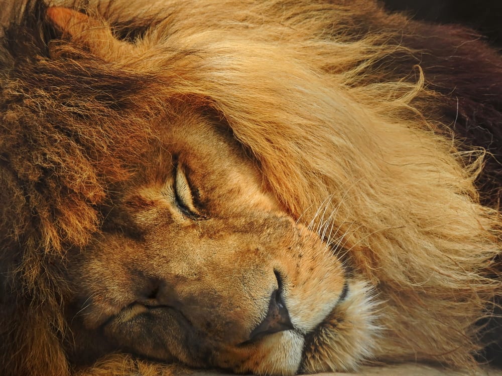 A lion sleep during the day. Лев спящий. Слип со львом. Сон Льва картинки.